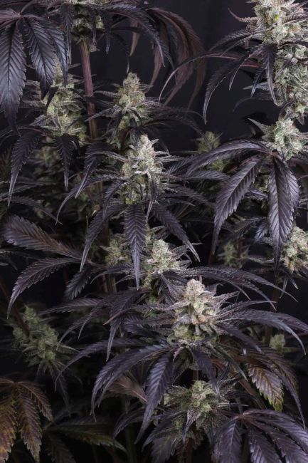Strawberry Gorilla RF3 Auto Feminized Seeds