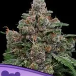 Sun of a Peach Feminized Seeds