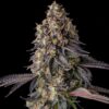 Khumamotoz Feminized Seeds 1 Khumamotoz feminized cannabis seeds by Compound Genetics with dense frosty buds and candy gas terpene profile