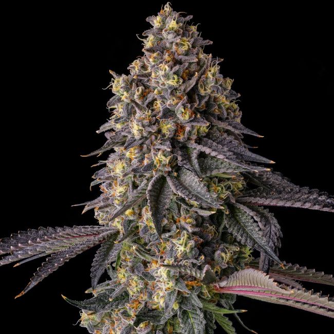 Authorized Cannabis Seeds Superstore Kinnabis 6 Khumamotoz feminized cannabis seeds by Compound Genetics with dense frosty buds and candy gas terpene profile