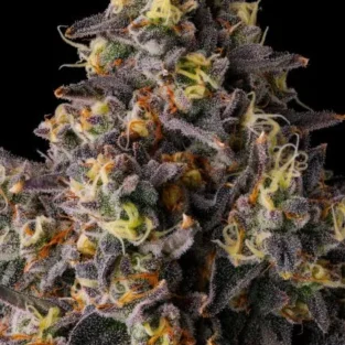 Khumamotoz feminized cannabis seeds by Compound Genetics with dense frosty buds and candy gas terpene profile