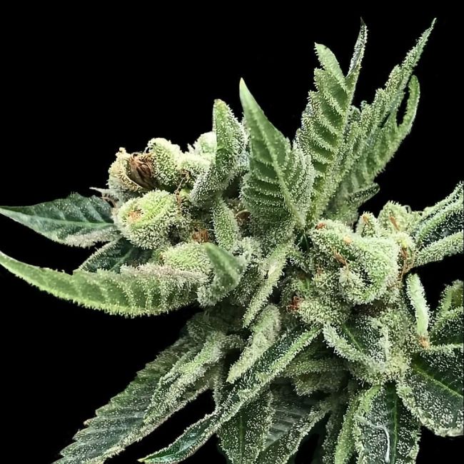 White Widow Feminized Seeds
