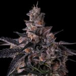 Lemon Cherry Pavé Feminized Seeds – Compound Genetics