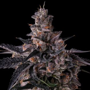 Lemon Cherry Pavé Feminized Seeds – Compound Genetics