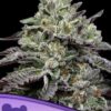 Smashberry Fumez Feminized Seeds 1 mashberry Fumez Feminized Seeds (Anesia Seeds)