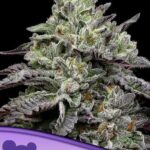 mashberry Fumez Feminized Seeds (Anesia Seeds)