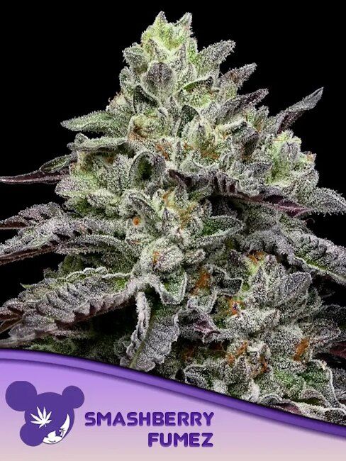 Authorized Cannabis Seeds Superstore Kinnabis 5 mashberry Fumez Feminized Seeds (Anesia Seeds)