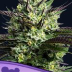 WHAM BOOM Feminized Seeds (Anesia Seeds)