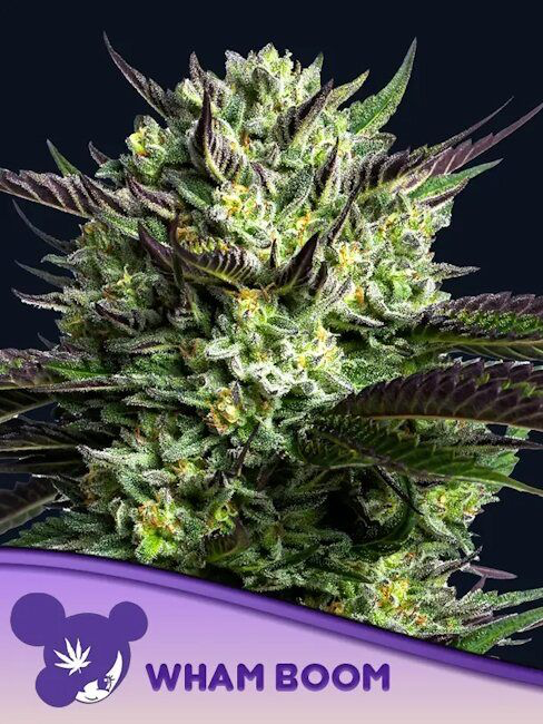 WHAM BOOM Feminized Seeds (Anesia Seeds)