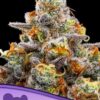 Purple Boost Highness Feminized Seeds 3 Purple Boost Highness Feminized Seeds (Anesia Seeds)