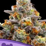 Purple Boost Highness Feminized Seeds (Anesia Seeds)