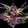 Ken’s Original GDP Seeds – Purple Indica | Kinnabis| Kinnabis 2 Ken’s Original GDP Seeds – Purple Indica