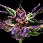 Ken’s Original GDP Seeds – Purple Indica