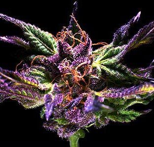 Ken’s Original GDP Seeds – Purple Indica