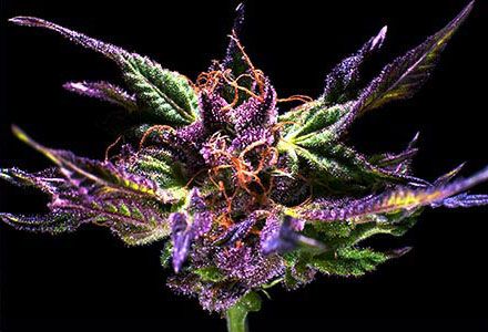 Ken’s Original GDP Seeds – Purple Indica