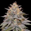 Orange Frappe Feminized Seeds