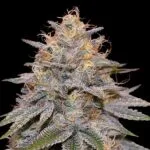 Orange Frappe Feminized Seeds
