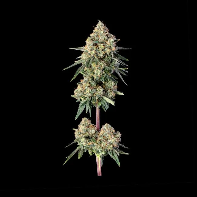 Lemdawg Feminized Seeds 2 🍋⛽ LEMDAWG FEMINIZED SEEDS