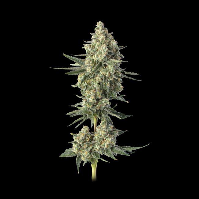 Downtown Haze Feminized Seeds 2 Downtown Haze Feminized Seeds – Lemon Chem Hybrid | Kinnabis