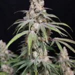 Funkberry Kush 2.0 Feminized Seeds