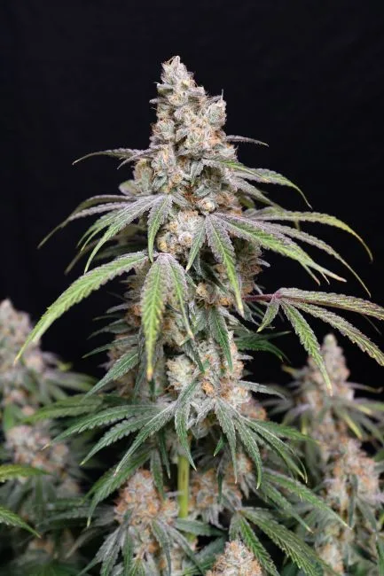 Authorized Cannabis Seeds Superstore Kinnabis 8 Funkberry Kush 2.0 Feminized Seeds