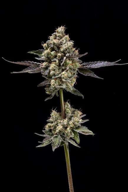 Authorized Cannabis Seeds Superstore Kinnabis 6 Afghani Mints Regular Seeds