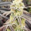 Aurelium Feminized Seeds