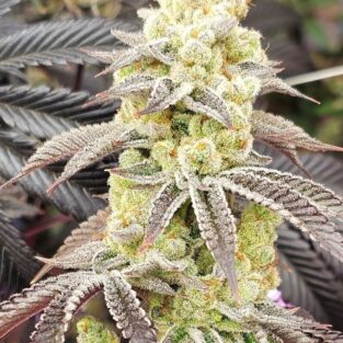 Aurelium Feminized Seeds