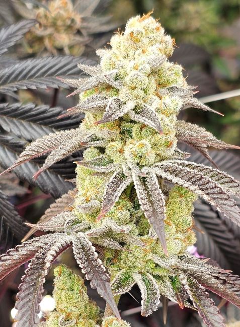 Aurelium Feminized Seeds