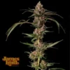 Banana Punch Gelato Auto Feminized Seeds