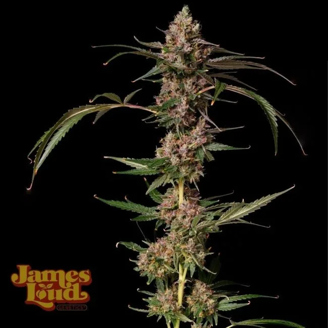 Authorized Cannabis Seeds Superstore Kinnabis 5 Banana Punch Gelato Auto Feminized Seeds
