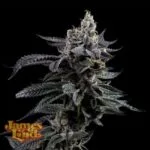 Feel The Rainbow Feminized Seeds