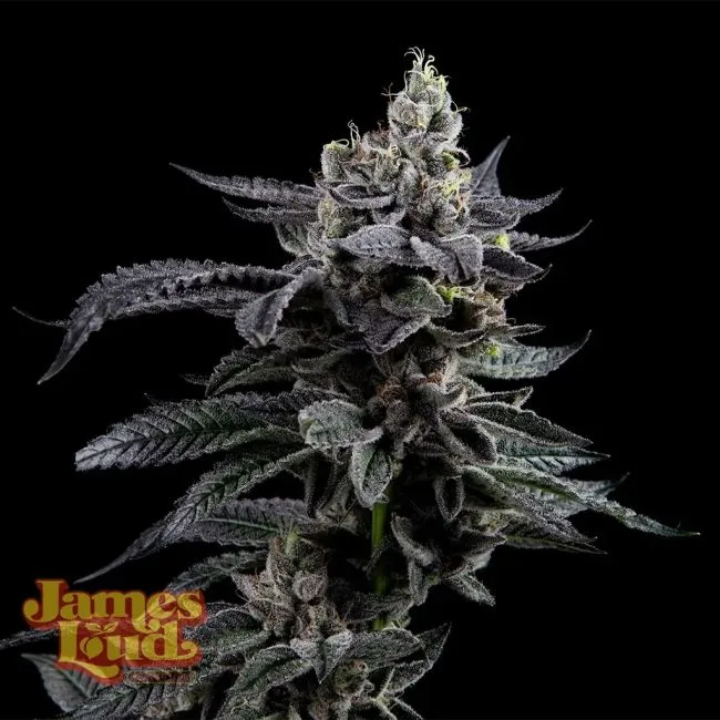 Feel The Rainbow Feminized Seeds