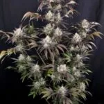 Frost Banger F4 Auto Feminized Seeds