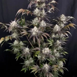 Frost Banger F4 Auto Feminized Seeds