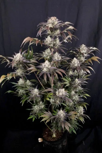 Frost Banger F4 Auto Feminized Seeds