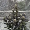 Guava RF3 Auto Feminized Seeds 1 Guava RF3 Auto Feminized Seeds