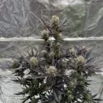 Guava RF3 Auto Feminized Seeds