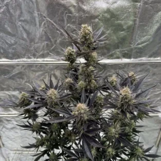 Guava RF3 Auto Feminized Seeds