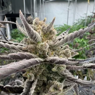Guava RF3 Auto Feminized Seeds