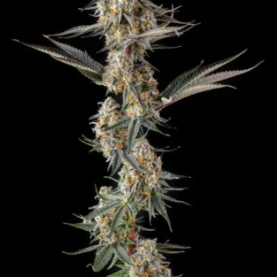 La Llorona Feminized Seeds