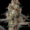La Llorona Feminized Seeds 1 La Llorona Feminized Seeds