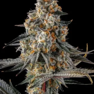 La Llorona Feminized Seeds