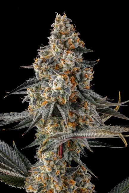 La Llorona Feminized Seeds