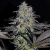 Magnetic Marker Feminized Seeds 2 Magnetic Marker Feminized Seeds