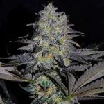 Magnetic Marker Feminized Seeds