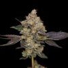 Northern Mints Regular Seeds - 11 Seeds in pack