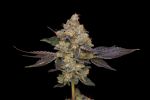 Northern Mints Regular Seeds - 11 Seeds in pack