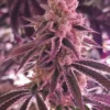 Platinum Dosha Feminized Seeds