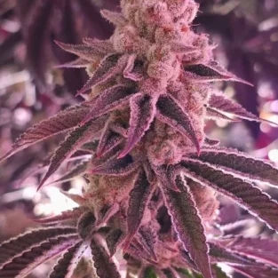 Platinum Dosha Feminized Seeds